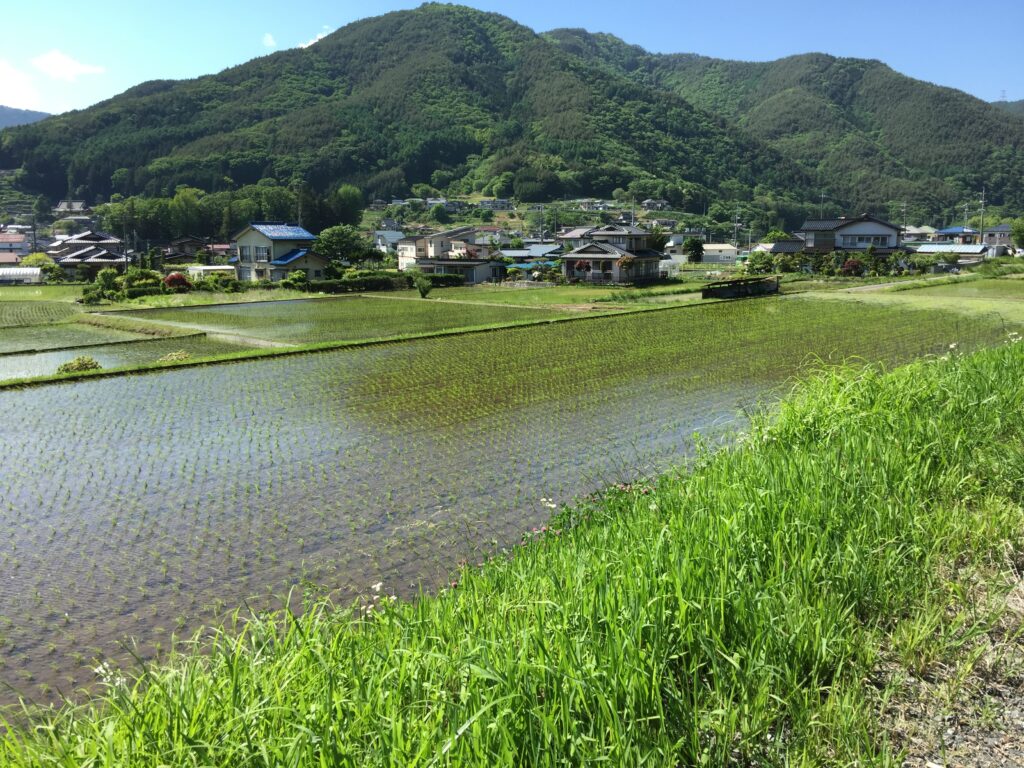 田んぼが広がる風景